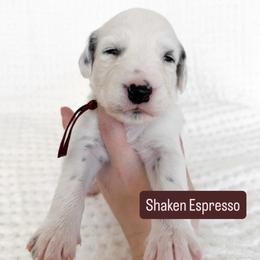 Shaken Espresso - LUA long coat - White and black male Dalmatian puppy in Davenport, Florida from Sunny Jewels Dalmatians