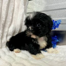 AKC Nick - Black male Shih Tzu puppy in Elgin, South Carolina from Silver Bells Paw Prints