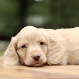 Dachshund Puppies from Prima Dachshunds
