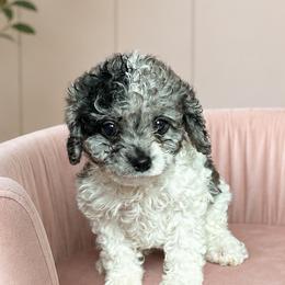 Cavalier King Charles Spaniels and Cavapoos from Hattie’s Texas Cavapoos