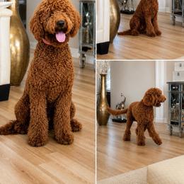 Charlie - Poodle