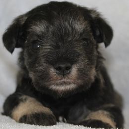 Timmy - Salt and pepper male Miniature Schnauzer puppy in Richardton, North Dakota from Crooked Tree Ranch