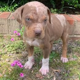 Male 1 - Red merle male Catahoula Leopard Dog puppy in Gadsden, Alabama from Rich Cat’s