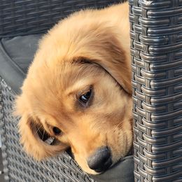 Green collar - Golden female Golden Retriever puppy in Boulder, Montana from Sharee's Golden Retrievers