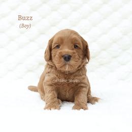 Buzz - Red male Australian Labradoodle puppy in Hurricane, Utah from Red Desert Doodles