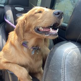 Maple - Golden Retriever