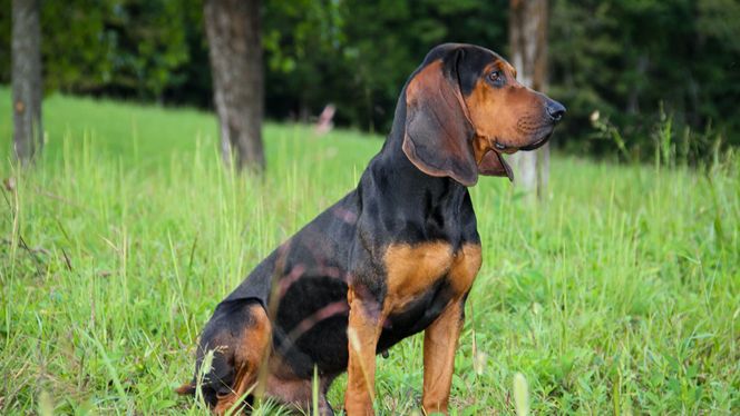 Colombian FIno Hound