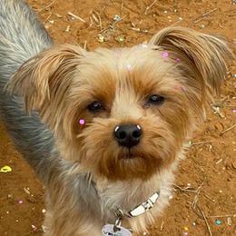 Sophia - Yorkshire Terrier