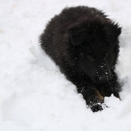 German Shepherd Puppies from Lost Creek German Shepherds LLC