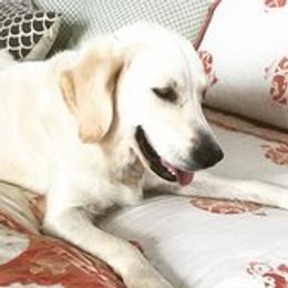 Sophie - Goldendoodle