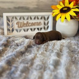 Melody - Chocolate and tan female Dachshund puppy in Indianapolis, Indiana from Homegrown Hoosier Kennels