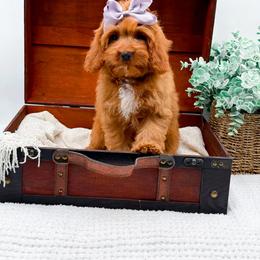 Rachel - Red female Cavapoo puppy in North Carolina from NC Doodle Puppies
