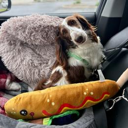 Sparky - Dachshund