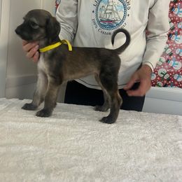 Yellow - Blue and cream female Afghan Hound puppy in Ocala, Florida from Whirlaway's Ranch