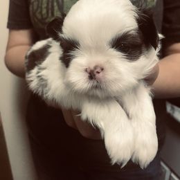 Shih Tzu Puppies from Willow Lane Shih Tzus