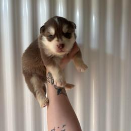 Yellow - Red and white male Siberian Husky puppy in Jonesborough, Tennessee from Dry Creek Siberians