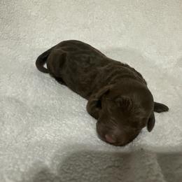 Rex - Chocolate male Goldendoodle puppy in Wittenberg, Wisconsin from Cedar River Kennel