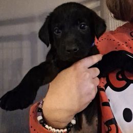Tuck,  Dark Blue Collar (was orange) - Black male Labrador Retriever puppy in Commerce, Oklahoma from Standing Water Kennels