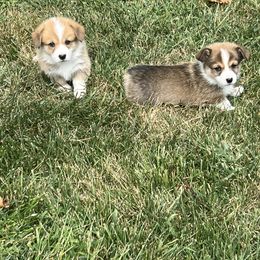 Pembroke Welsh Corgi Puppies from Dog Creek Corgis