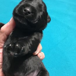 Miniature Schnauzer Puppies from Pamela Aumueller