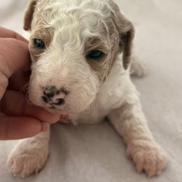 Cockapoo and Goldendoodle Puppies from Jax Doodles
