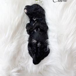 Cuba - Black female Goldendoodle puppy in from Pink Poodles and Doodles