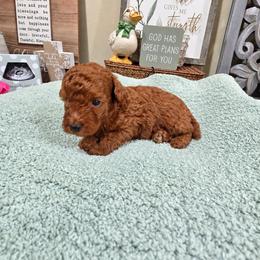 Copper - Red  male Poodle puppy in Midway City, California from Rapture Red Poodles