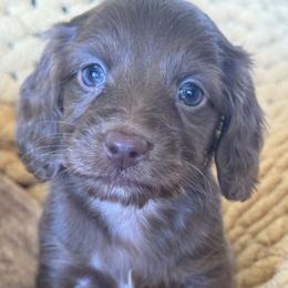 Diva - Chocolate female Dachshund puppy in Bentonville, Arkansas from T & D Dachshunds by design