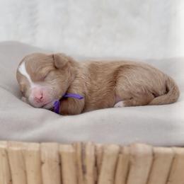 Goldie - Apricot female Cavapoo puppy in Arlington, Texas from Van Haselen Poodles and Doodles