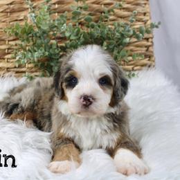Spain - Blue merle male Bernedoodle puppy in Casa Grande, Arizona from AzDoodle Dandies