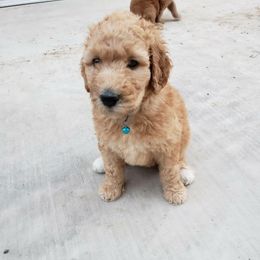 Goldendoodle Puppies from Desert Dream Doodles