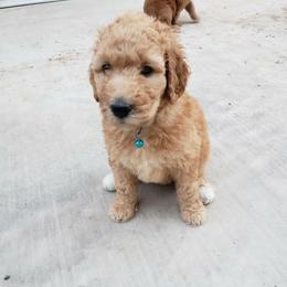 Goldendoodle Puppies from Desert Dream Doodles