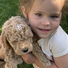 Goldendoodle Puppies from Nanas-Doodles
