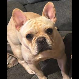 Layla - French Bulldog