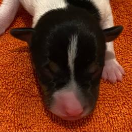 P3M - White black and tan male Rat Terrier puppy in Groveland, Florida from Blackwood Rat Terriers (Standard)