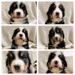 Boy 1 - male Bernese Mountain Dog puppy in Eureka, Montana from Back 40 Berners