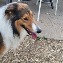 Moez - Collie