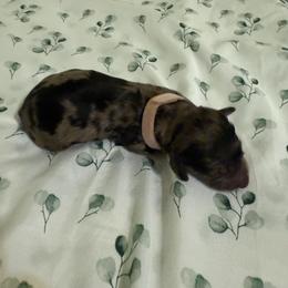 Coco - Dapple female Dachshund puppy in Wrightwood, California from Twinkle Dachs