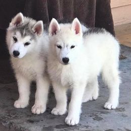 Siberian Husky Puppies from Pachodi Kennels