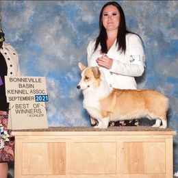 Blue Moon farms Cleopatra - Red Pembroke Welsh Corgi puppy in Payson, Utah from Blue Moon Farms