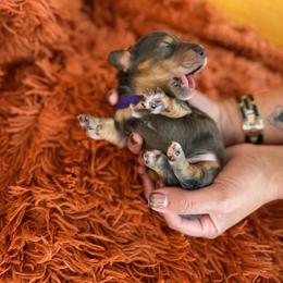 Magneto - Dapple male Dachshund puppy in Meridian, Id 83646 3658, Idaho from Boise Best Mini Dachshunds