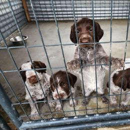 Wirehaired Pointing Griffon Puppies from Idaho Wirehaired Pointing Griffons