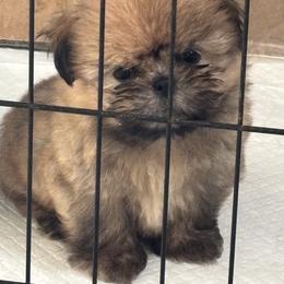 Shih Tzu Puppies from Staci Fidler