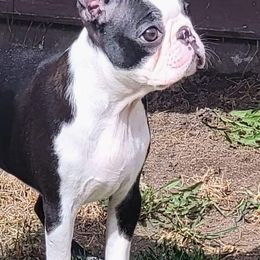 Boston Terrier Puppies from Big Sky Bostons