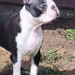 Boston Terrier Puppies from Big Sky Bostons