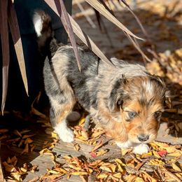 Blue Merle with Red markings, boy 1 - Blue merle male Aussiedoodle puppy in Parma, Idaho from Arena Valley Acres