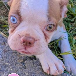 Aerith - Boston Terrier