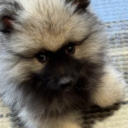 Keeshond and Pomeranian Puppies from Mary Schooner