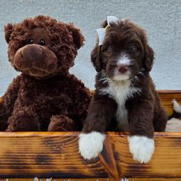 Sylfie - Brown and white female Aussiedoodle puppy in Haleyville, Alabama from The Cuddly Dood Ranch