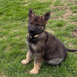 Maddy - Sable female German Shepherd puppy in Milan, Illinois from Stonewick German Shepherds